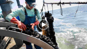 USA Today video screen shot.png