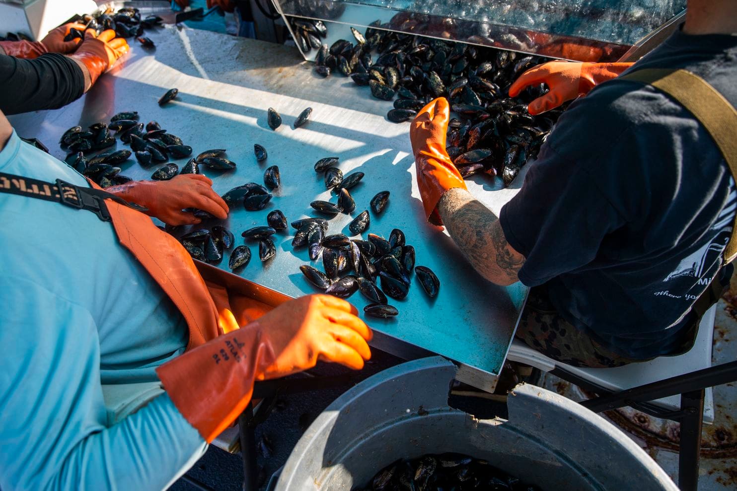 Crew, Mussel Sorting - WaPo.jpg